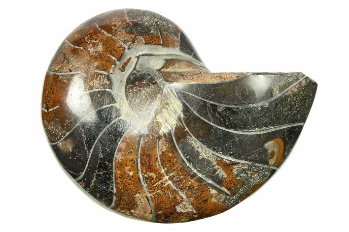 Polished Fossil Nautilus (Cymatoceras) - Unusual Black Color! #288557